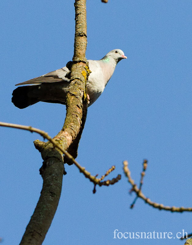 Pigeon colombin 9399.jpg - Pigeon colombinColumba oenasStock Dove (Genève, Suisse, mars 2012)